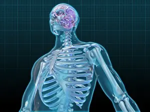 Medical Illustration Art Prints: Human Skeleton and Brain, artwork