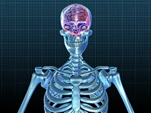 Medical Illustration Art Prints: Human Skeleton and Brain, artwork