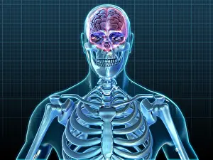 Human Anatomy Illustrations Prints: Human Skeleton and Brain, artwork