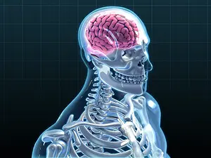 Medical Illustration Art Prints: Human Skeleton and Brain, artwork