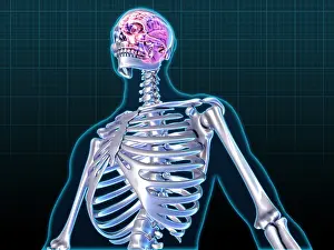 Central Nervous System CNS Prints: Human Skeleton and Brain, artwork