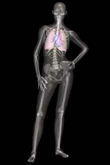 Human Skeleton Anatomy Prints: Human Skeleton With Lungs