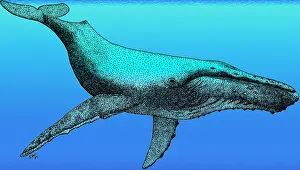 Megaptera Novaeangliae Images Prints: Humpback Whale