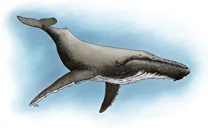 Megaptera Novaeangliae Species Prints: Humpback Whale