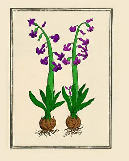 Greek Mythology Prints: The Hyacinth