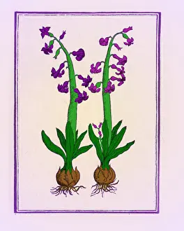 Greek Mythology Prints: The Hyacinth