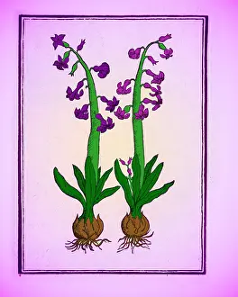 Greek Mythology Prints: The Hyacinth