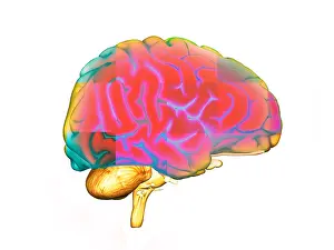 Human Brain Illustration Prints: Brain
