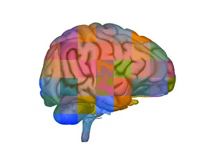 Neural Network Diagram Prints: Brain