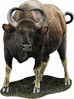 Southeast Asian Fauna Prints: Indian Gaur