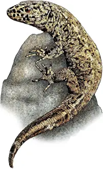 Wildlife Illustration Prints: Island Night Lizard