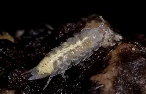 Trichoniscidae Cave Dwelling Isopod Print