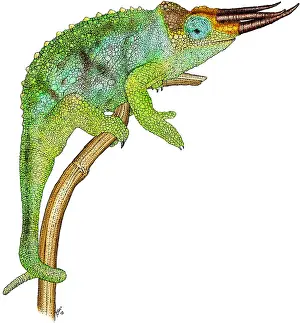 Animal Illustrations Online Prints: Jackson's Chameleon