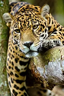 Tropical Rainforest Animal Prints: Jaguar