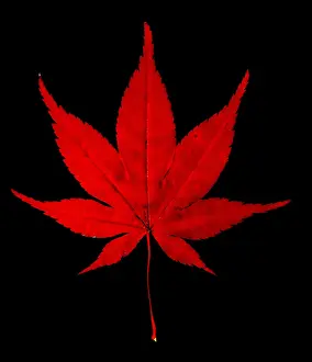 Japanese Maple Leaf Prints: Japanese Maple Leaf