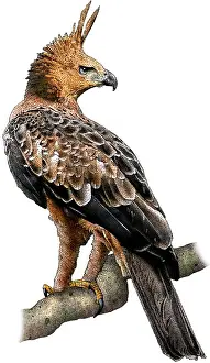 Tropical Rainforest Birds Prints: Javan Hawk Eagle