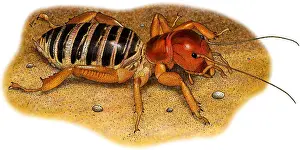 Animal Illustrations Online Prints: Jerusalem Cricket