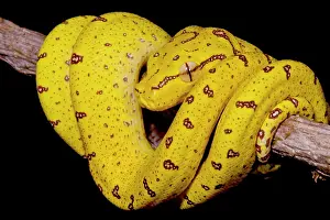 Wildlife Reptile Prints: Juvenile Green Tree Python (Morelia viridis)