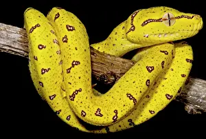Wildlife Reptile Prints: Juvenile Green Tree Python (Morelia viridis)