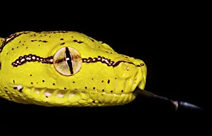 Wildlife Reptile Prints: Juvenile Green Tree Python (Morelia viridis)
