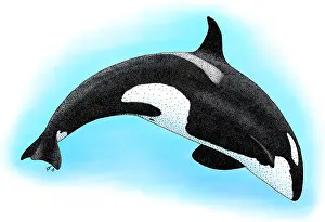 Ocean Wildlife Art Prints: Killer Whale