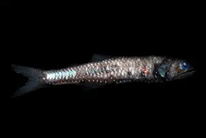 Sea Creatures Prints: Lampfish