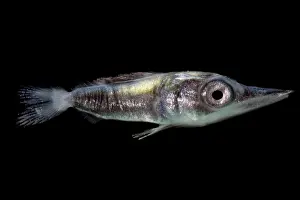 Larval Billfish