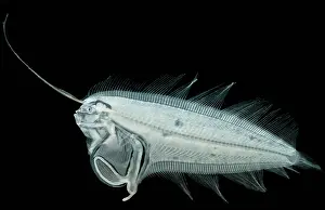 Larval Flounder Print