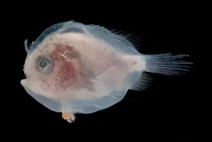 Camouflaged Fish Species Prints: Larval Frogfish