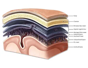 Brain Anatomy Diagram Prints: Layers of Meninges