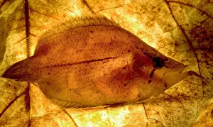 Osteichthyes Animals Prints: Leaf Fish