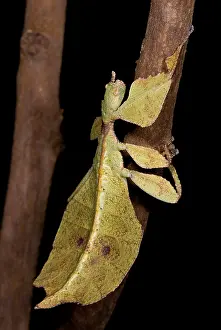 Southeast Asia Animals Prints: Leaf Insect