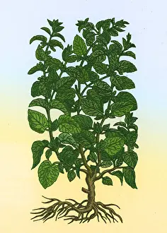 Herbal Medicine Plant Prints: Lemon Balm