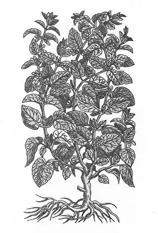 Herbal Medicine Pictures Prints: Lemon Balm