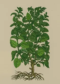 Herbal Medicine Plant Prints: Lemon Balm