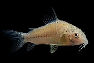 Peruvian Wildlife Prints: Leopard Corydoras