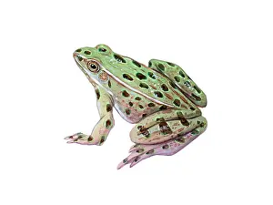 Amphibian Life Cycle Prints: Leopard Frog