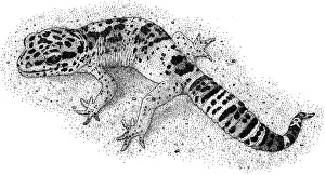 Reptile Artwork Prints: Leopard Gecko