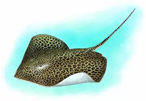 Indian Ocean Sea Life Prints: Leopard ray