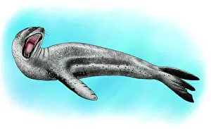 Leopard Seal Print - Hydrurga leptonyx Illustration