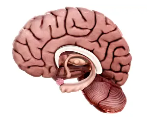 Limbic System Anatomy Prints: Limbic System, illustration