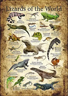 Reptile Artwork Prints: Lizards of the World
