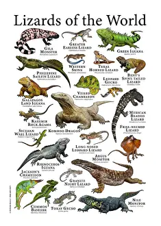 Prints of A colorful collage of scientifically accurate illustration of various species of lizard Iguanas Prints: Lizards of the World Print: A Colorful Collection of 20+ Species