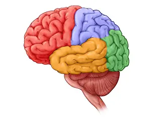 Central Nervous System Prints: Lobes of the Brain