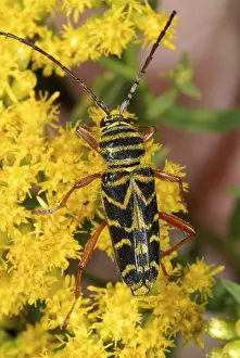 Long Horned Beetles Prints: Locust borer beetle
