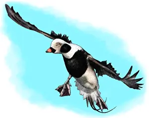 Framed Print : Long Tailed Duck Print Framed Print : Long Tailed Duck Print