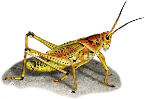 North America Animals Prints: Lubber Grasshopper