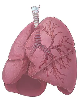 Respiratory System Anatomy Prints: Lungs and Bronchi