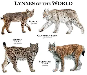 Prints of Collage of all extant species of lynx Lynx Prints: Lynx of the World Print: A Collage of All Extant Species