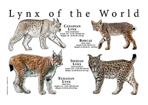 Wildlife Art Prints: Lynx of the World
